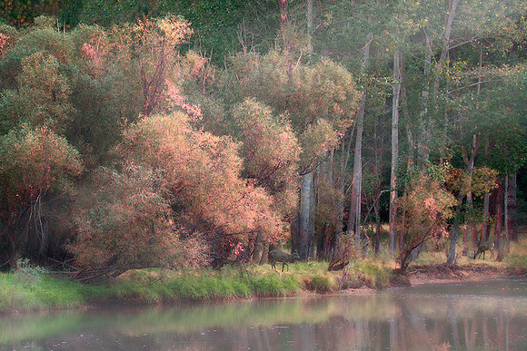 Deer And Fall Colors