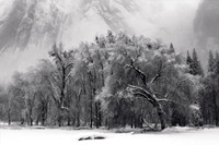 Winter Trees