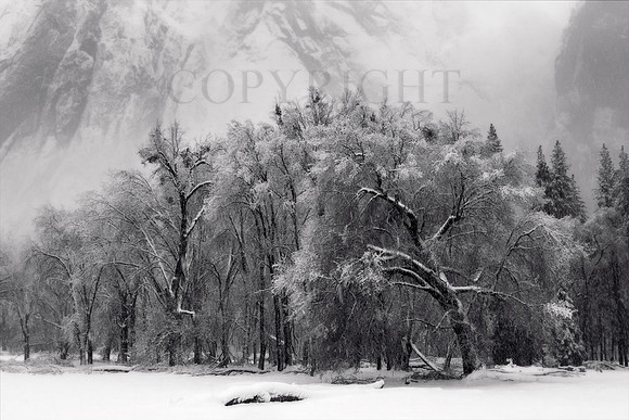 Winter Trees