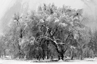 Winter Oak