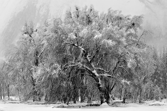 Winter Oak