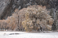 Turning Oaks In Snow