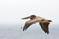 Brown Pelican In Flight