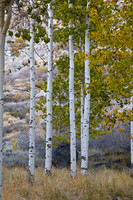 Fall Aspen