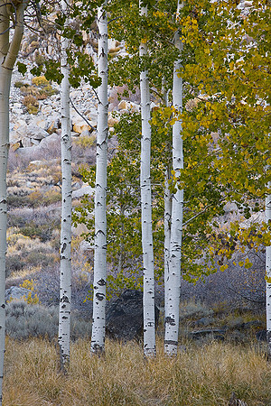 Fall Aspen
