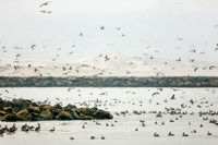 Pelicans at Morro Bay