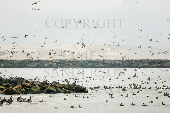 Pelicans at Morro Bay