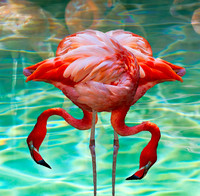 Two Flamingos