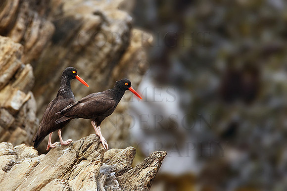 Cormorants