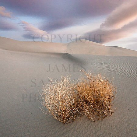 Tumbleweeds