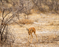 Dreaded-Dik-Dik