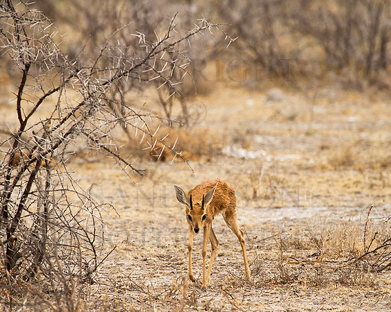 Dreaded-Dik-Dik