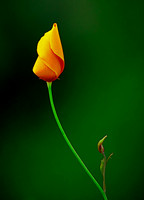Elegant Poppy