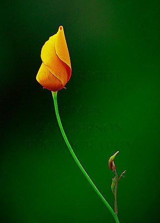 Elegant Poppy
