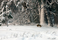 A Winter's Hunt