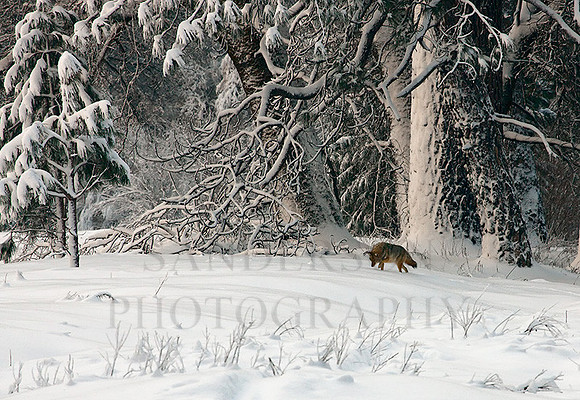 A Winter's Hunt