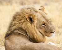 Posing-Lion