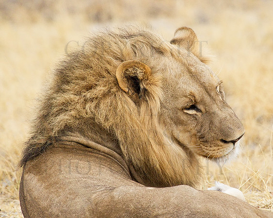 Posing-Lion