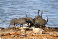 Guinea-Fowl