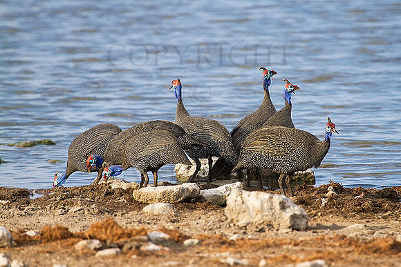 Guinea-Fowl