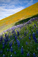 Spring Hillside