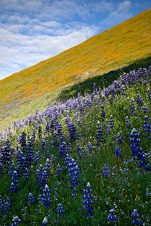 Spring Hillside