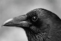 Curious Raven