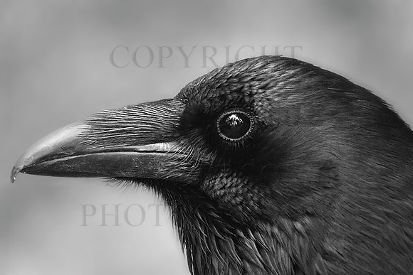 Curious Raven
