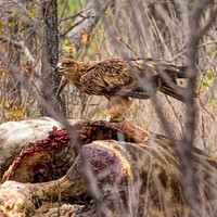 Tawny-Eagle