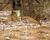 Kori-Bustard