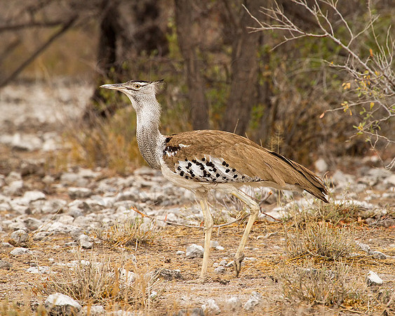 Kori-Bustard