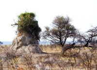 Ant-Hill