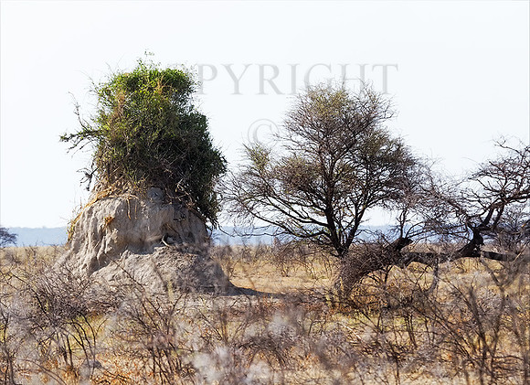 Ant-Hill