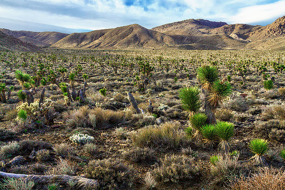 Desert Forest
