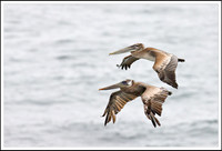 Pelicans In Flight