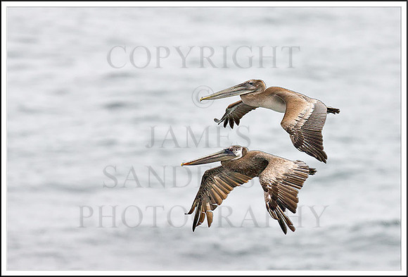 Pelicans In Flight
