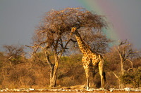 Giraffe-With-Rainbow