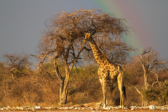 Giraffe-With-Rainbow
