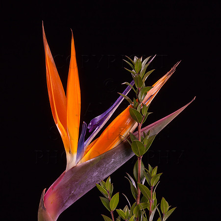 Bird Of Paradise