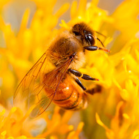 Into The Mustard