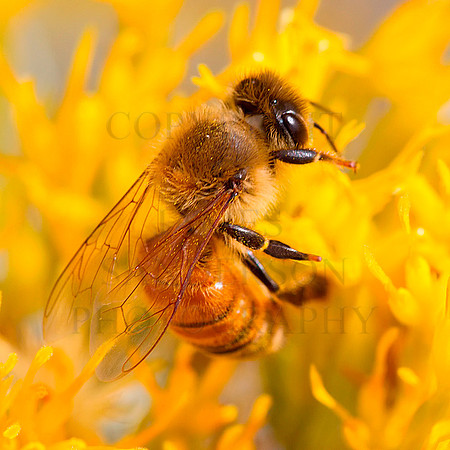 Into The Mustard
