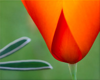 Poppy