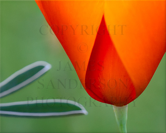 Poppy