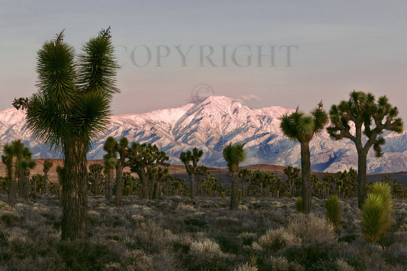 Cactus and Telescope Peak