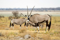 Oryx At Etosha Pan