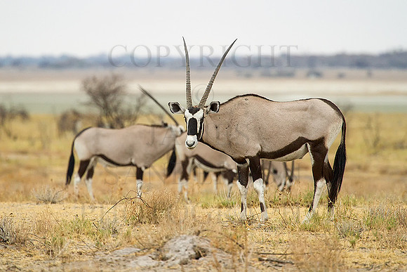 Oryx At Etosha Pan