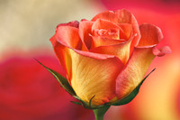 Complimentary Rose