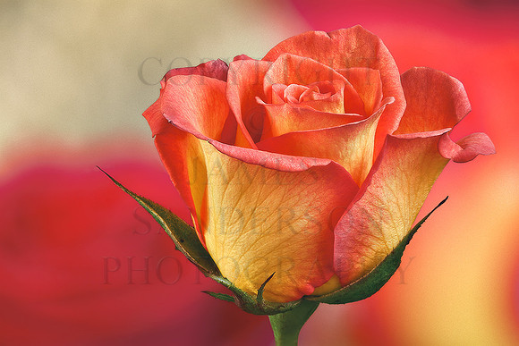 Complimentary Rose