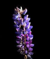 Lupine At The Forefront