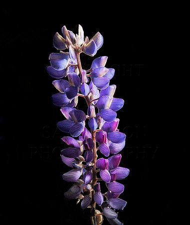 Lupine At The Forefront
